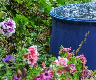 An overfloweing water barrel and summer plants in a rainy garden