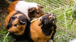 Three guinea pigs snacking