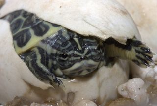 Ooof! A baby chicken turtle emerges from its shell.
