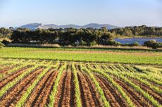 Ch&acirc;teau Sainte Marguerite and Pernod Ricard