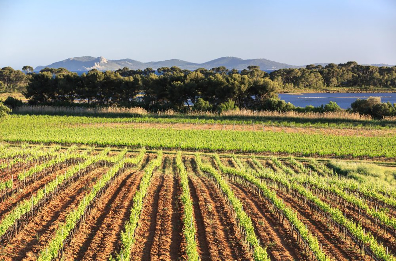 Ch&acirc;teau Sainte Marguerite and Pernod Ricard