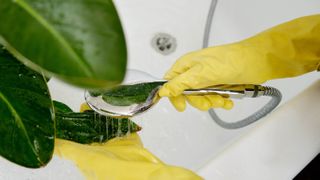 Washing mealybugs off plant with showerhead