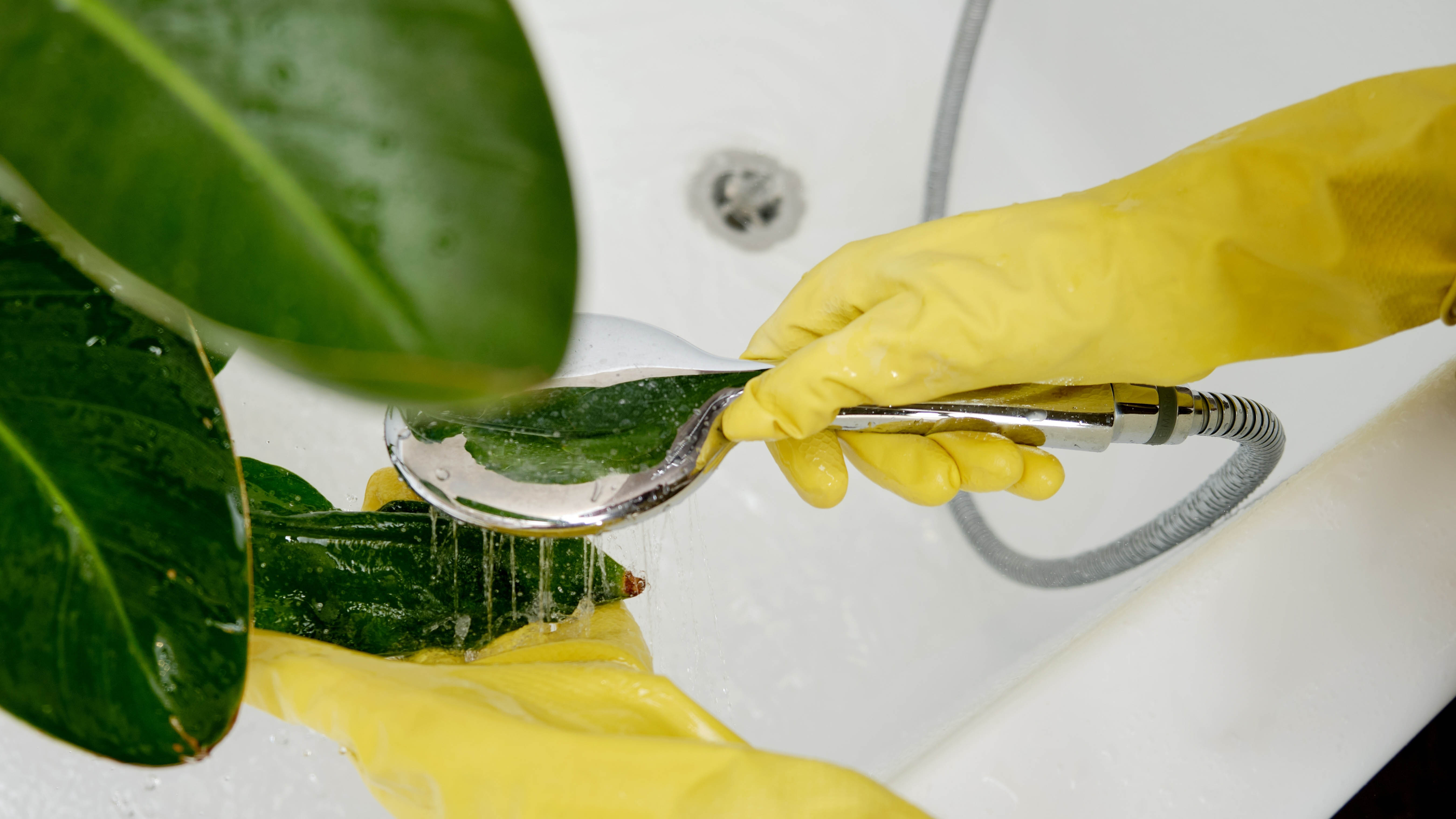 Смывание мучнистых червецов с растений с помощью насадки для душа