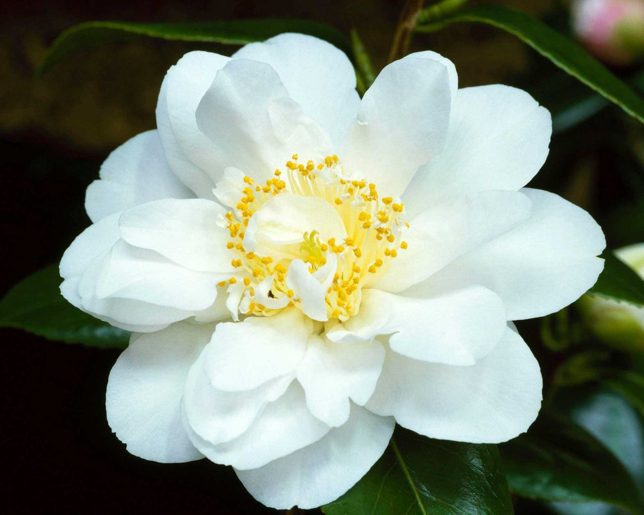 Types of camellias 12 beautiful varieties Gardeningetc