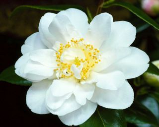 white camellia flower 'Silver Anniversary'