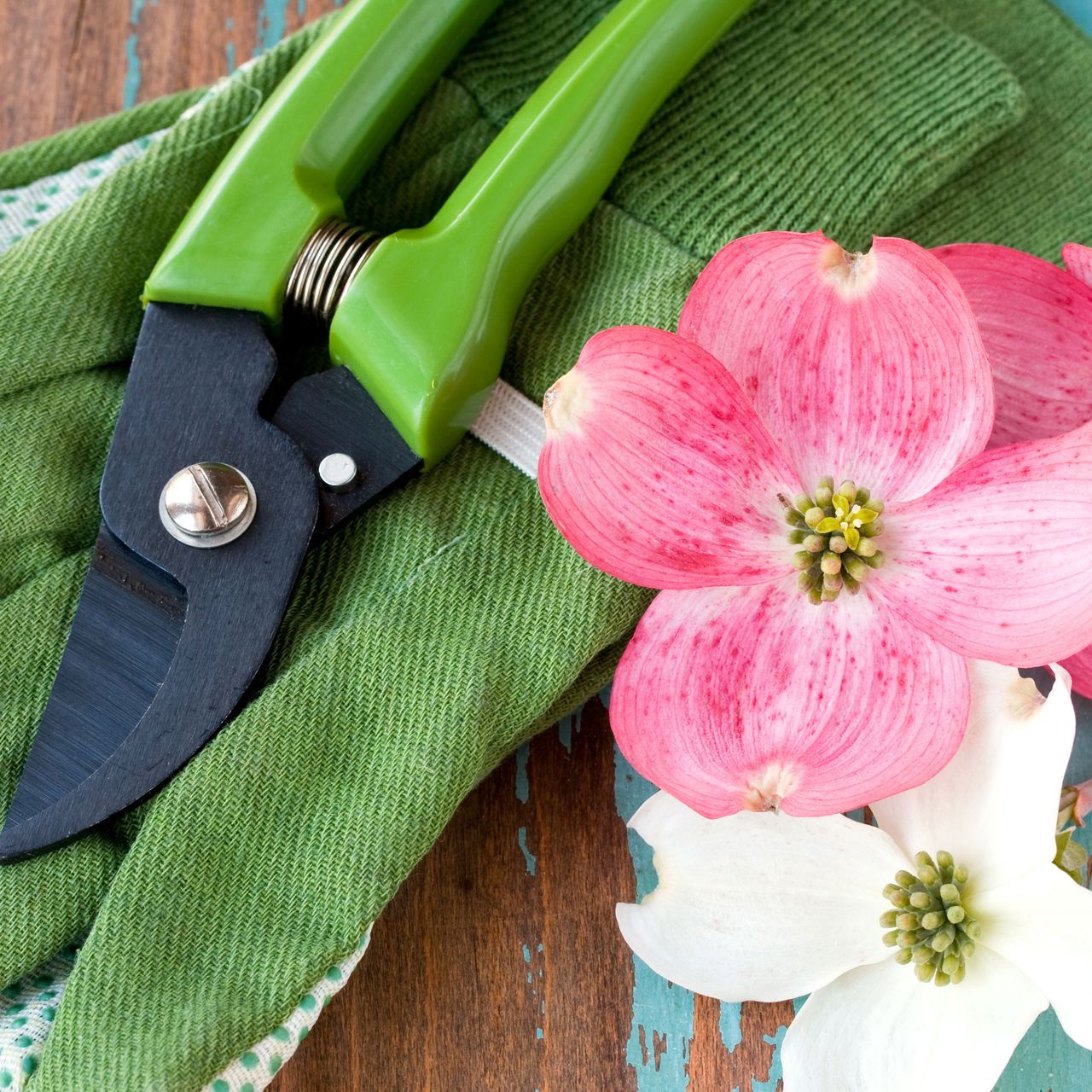 pruning shears and dogwood flowers