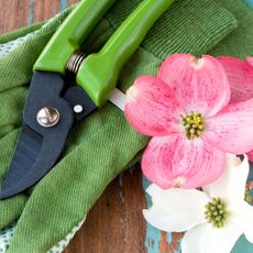 pruning shears and dogwood flowers
