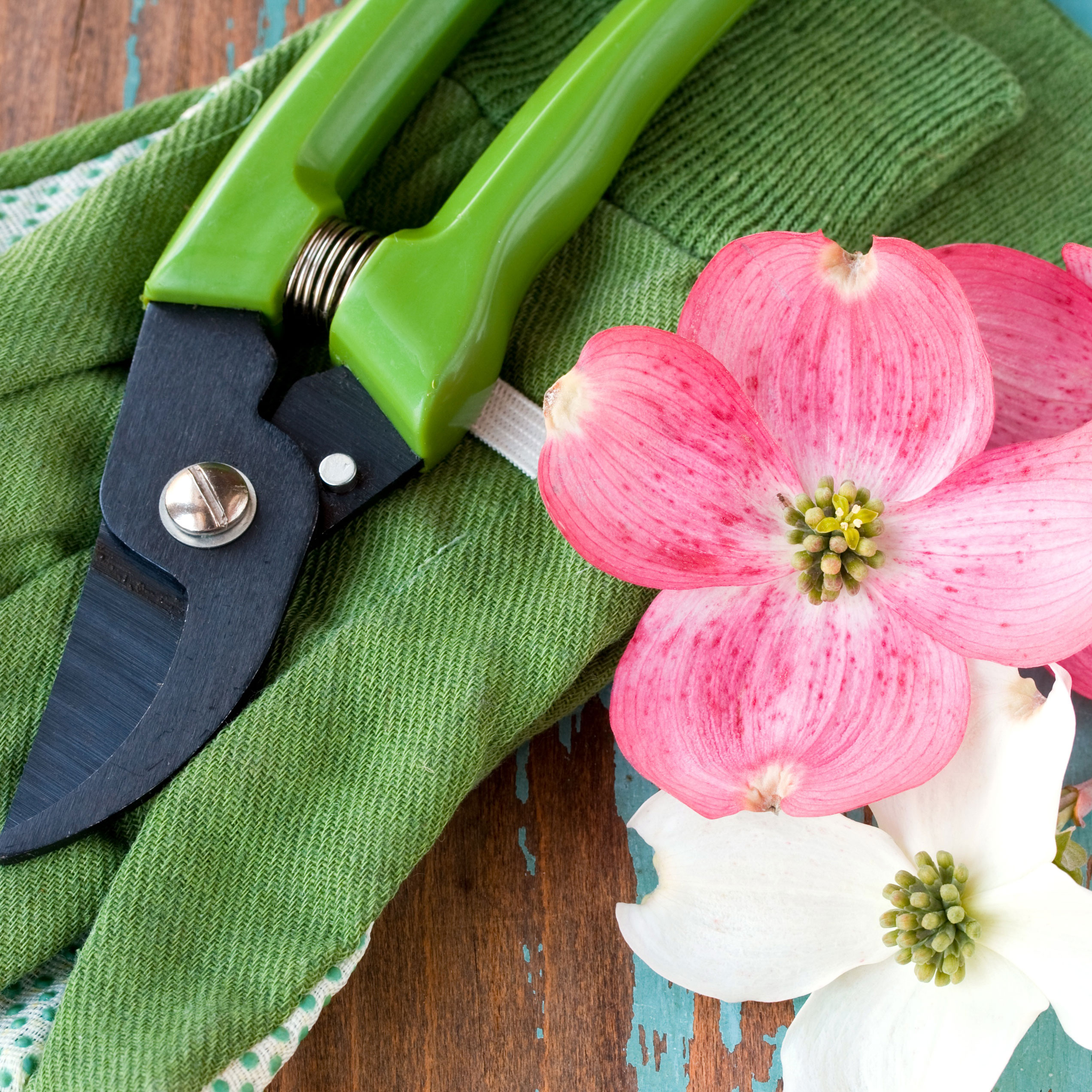 pruning shears and dogwood flowers