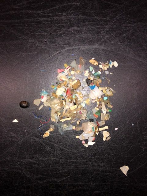 A pile of some of plastic pieces found in baby turtles so far this year.