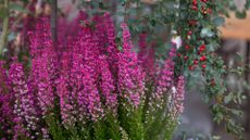 A close-up of a container with heather