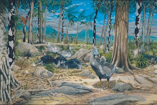 A forest scene of what Mauritius may have been like prior to the arrival of the Dutch settlers, when the dodo still lived.