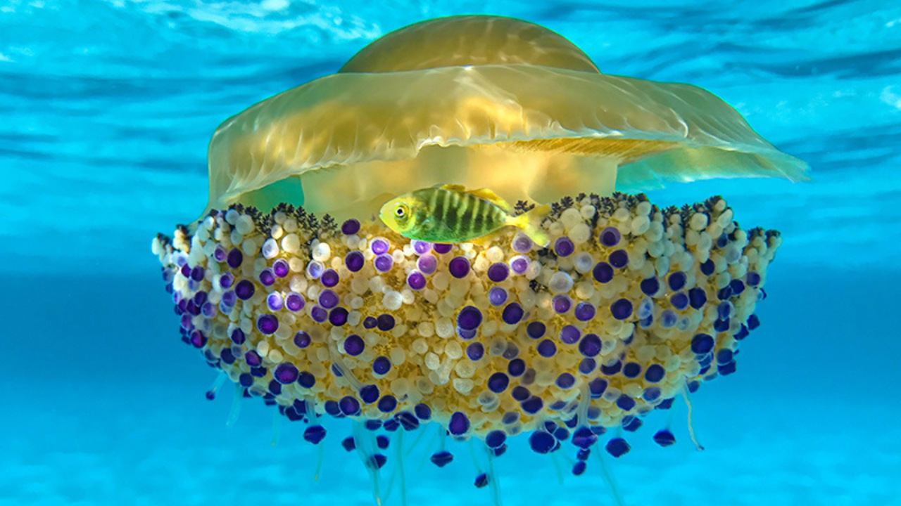 Titled ‘Cassiopea in the Blue’, this image of hundreds of jellyfish won the new Mobile Phone category