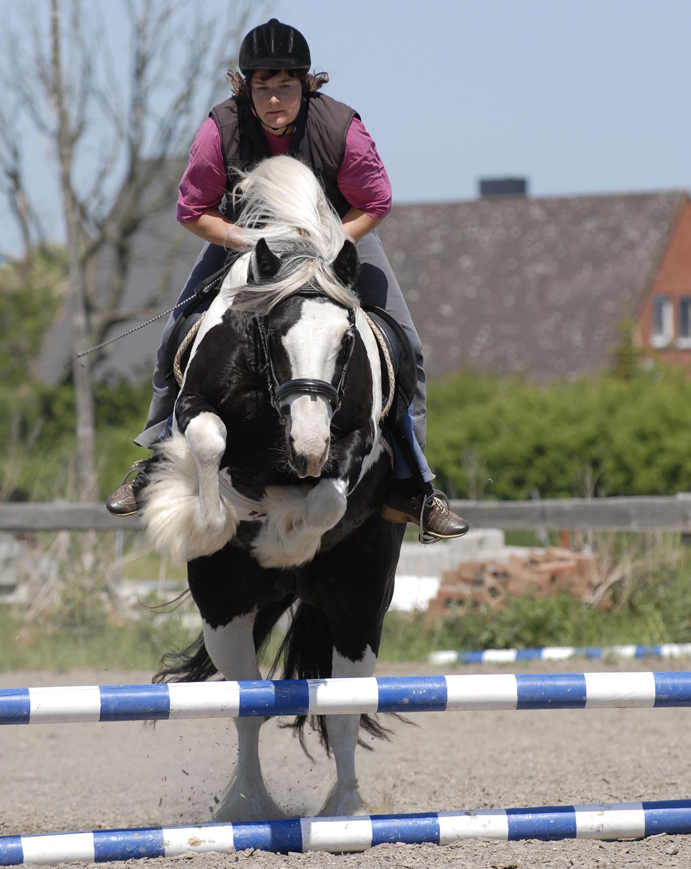 Cobs are used for all sorts of competitive disciplines