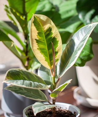 rubber plant with variegated leaves