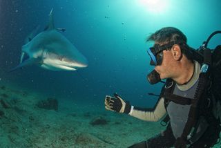Diver with Great White Shark