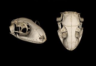 Skull renderings of the new gecko species from micro-CT scans.
