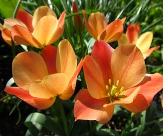 Tulips, like this Tulipa batalini, make excellent rock garden plants