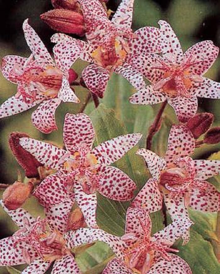 40 Tricyrtis (toad Lily) Hirta Seeds