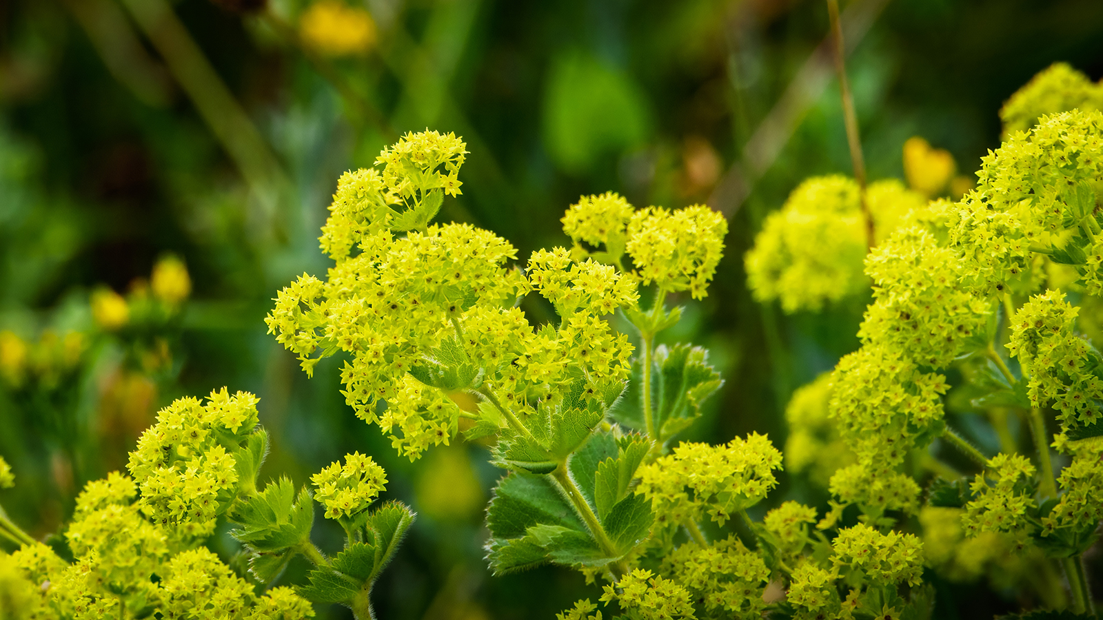 Alchemillia lady's mantle flowers
