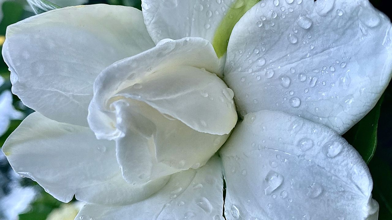 gardenia flowers covered in drops of water