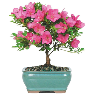 A pink bougainvillea bonsai in a blue planter