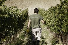 Harvest at Castiglion del Bosco