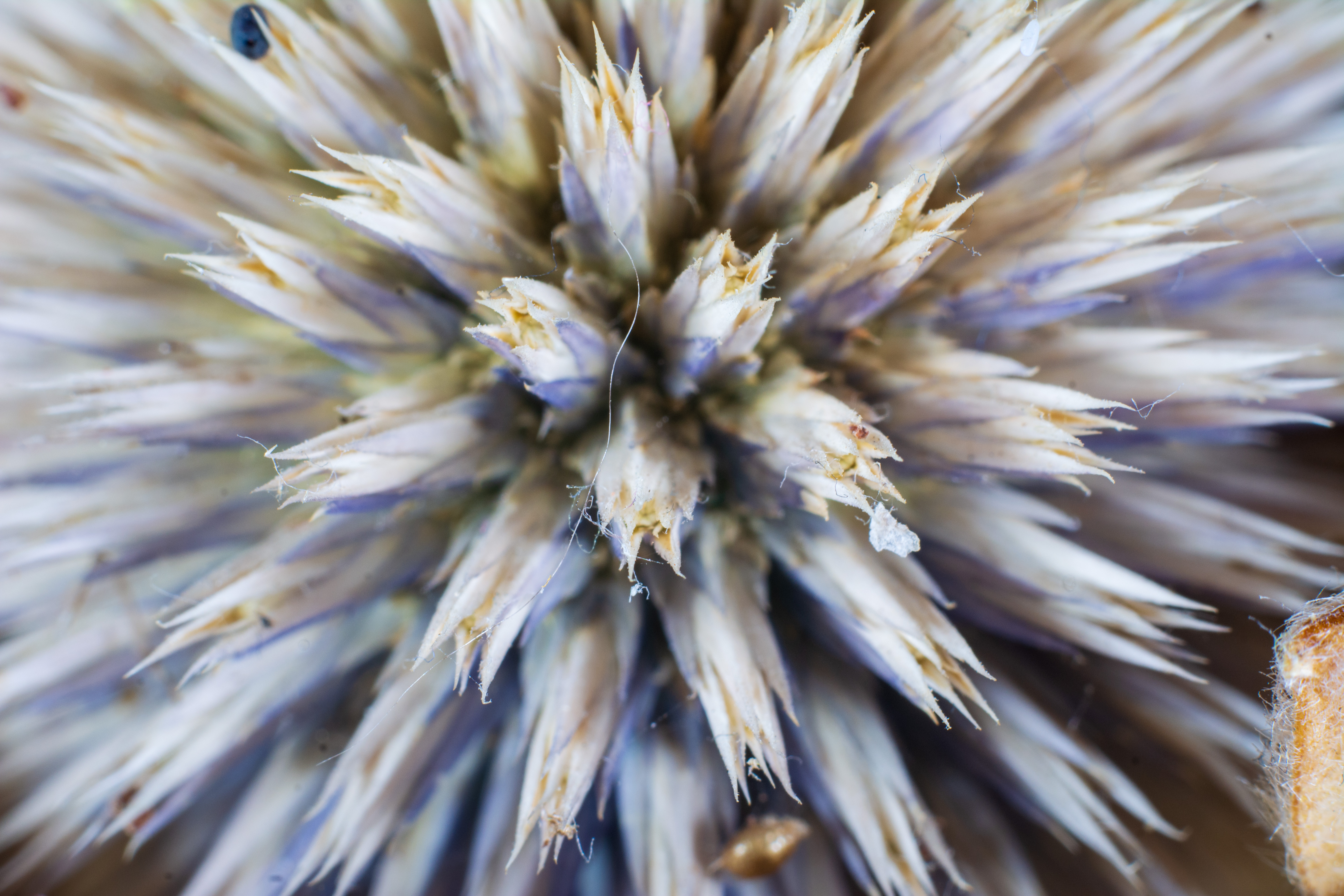 Kenko Auto Extension Tube Set DG example shot