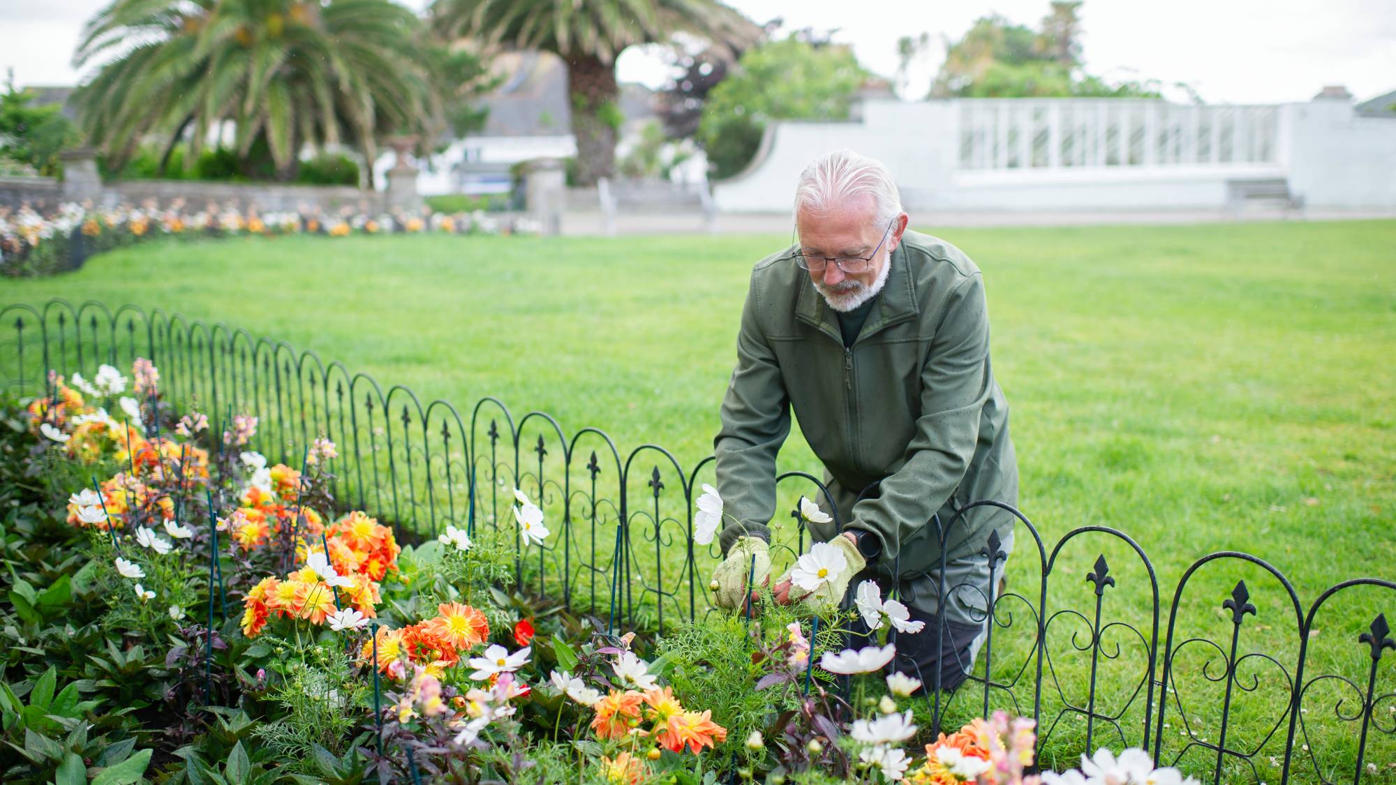 Man pruning flowers in public garden