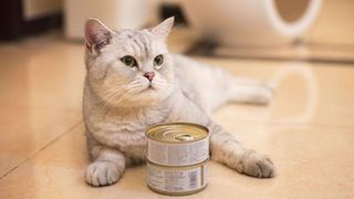 Gray shorthair cat lying in front of a can of cat food