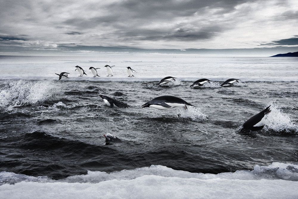 Adelie penguins in Antarctica&#039;s Ross Sea.