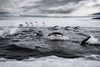 Adelie penguins in Antarctica's Ross Sea.