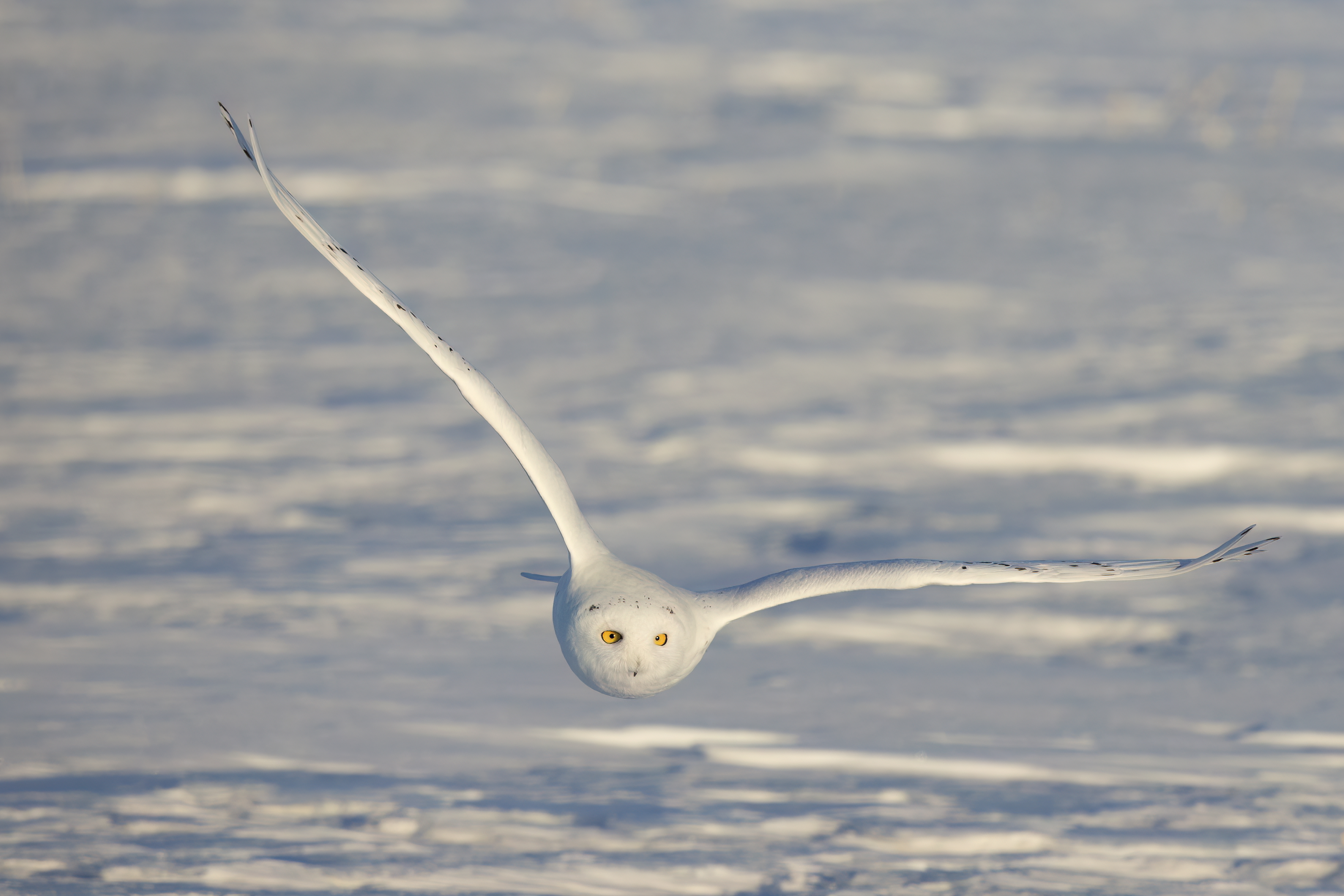 Animals in frozen landscapes