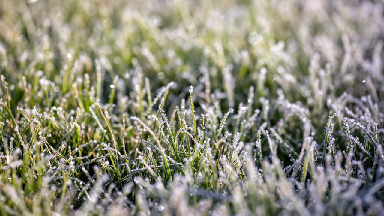 Melting frost on a winter lawn