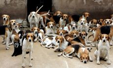 Hounds.jpg