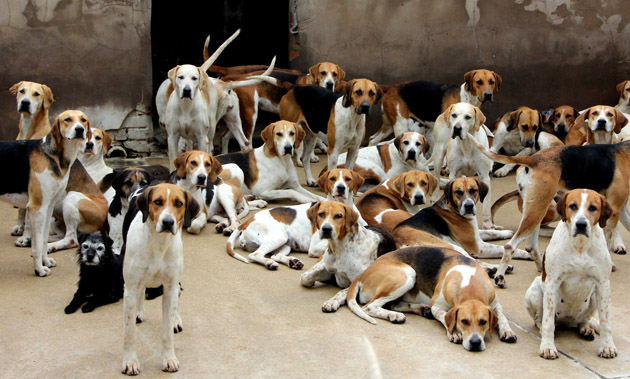Hounds.jpg