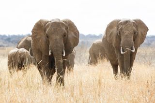elephants-tanzania