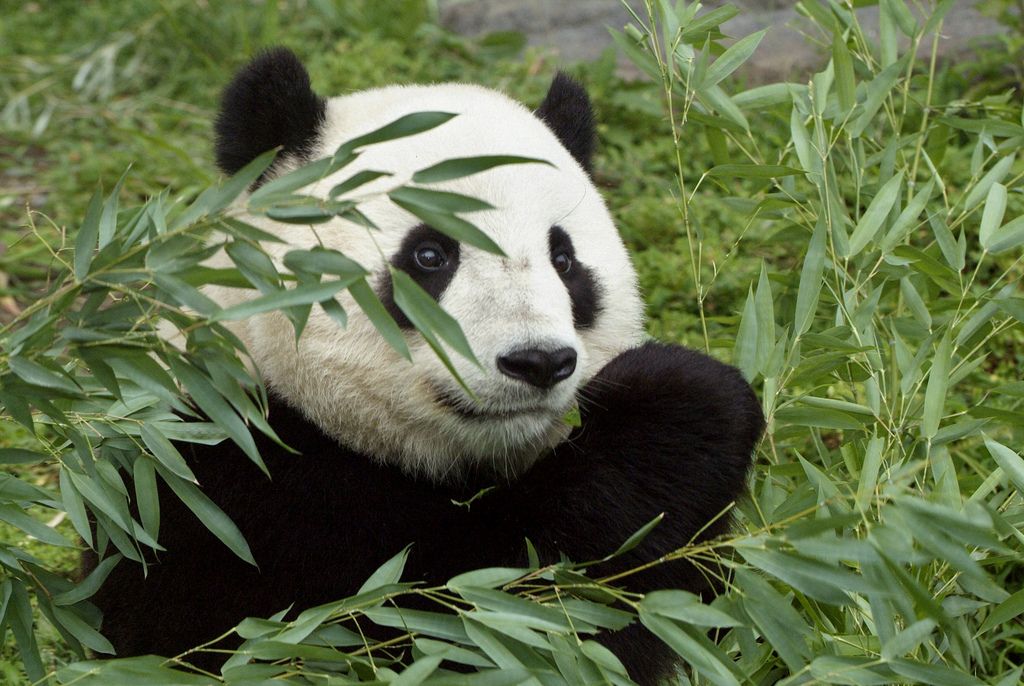 giant panda habitat