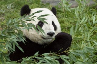 Ow maybe I can hide undew it?, Giant Panda Tai Shan celebra…