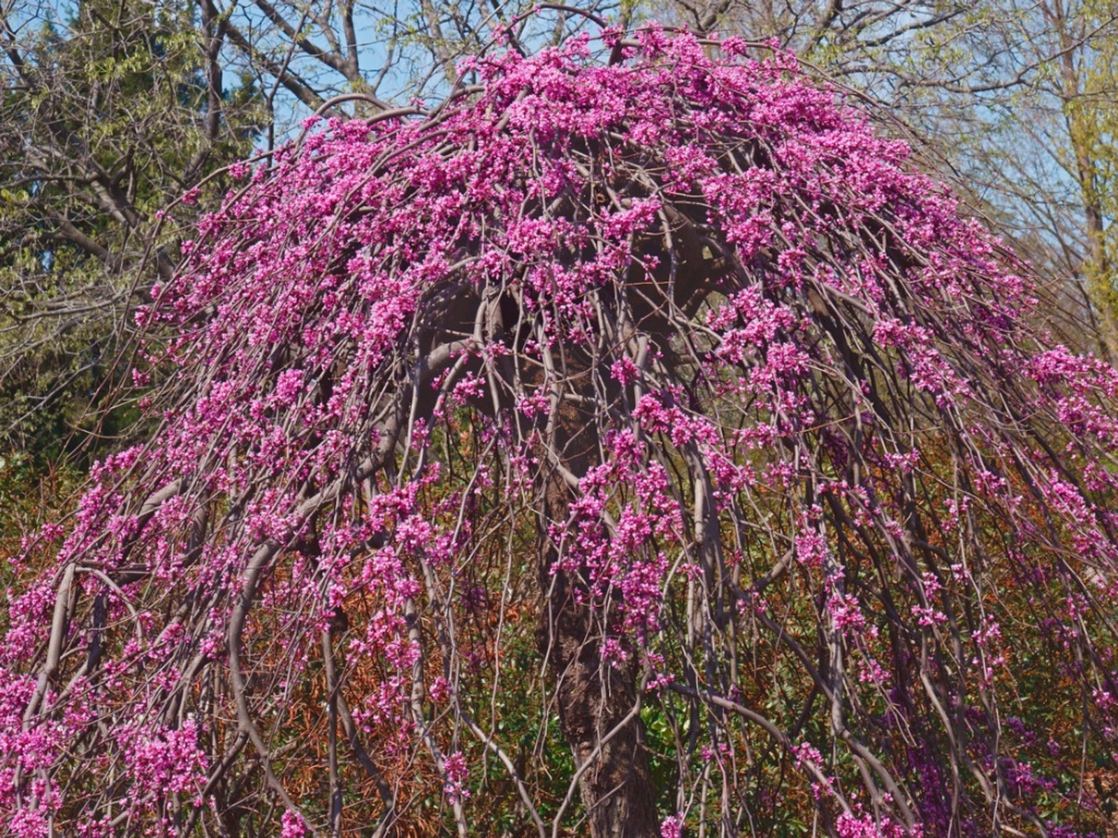 Weeping Redbud Info - How To Grow A Lavender Twist Redbud Tree