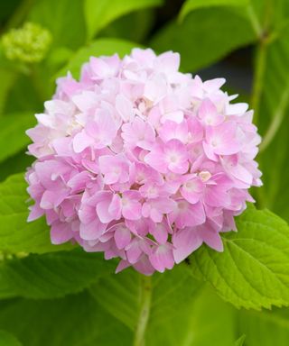 Pink bloom of an Endless Summer hydrangea