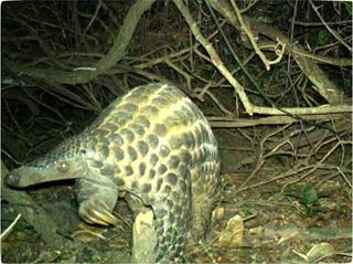 A giant pangolin is caught on camera in Uganda.