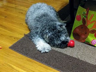 Sammy loved the Kong toy he got for Christmas, just like he loved the other 8 Kong toys he already had.
