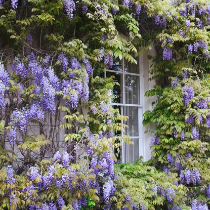 Purple wisteria vining around a window