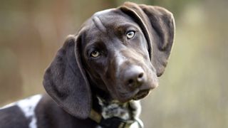 Beautiful headshot of german shorthaired pointer