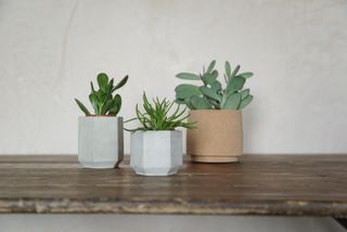 Concrete and cork plant pots from Made+Good