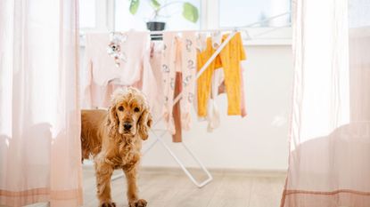A poodle dog standing in front og a clohthes drying rack filled with brightly colored clothes
