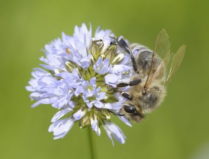 Bee On Gilia Wildflower