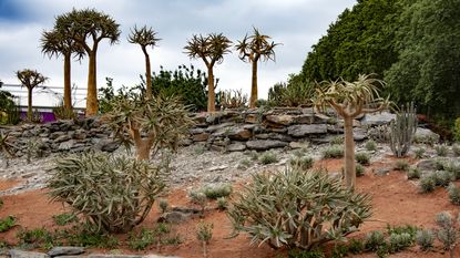 landscaping with rocks, sand, gravel, stones and succulent plants and trees