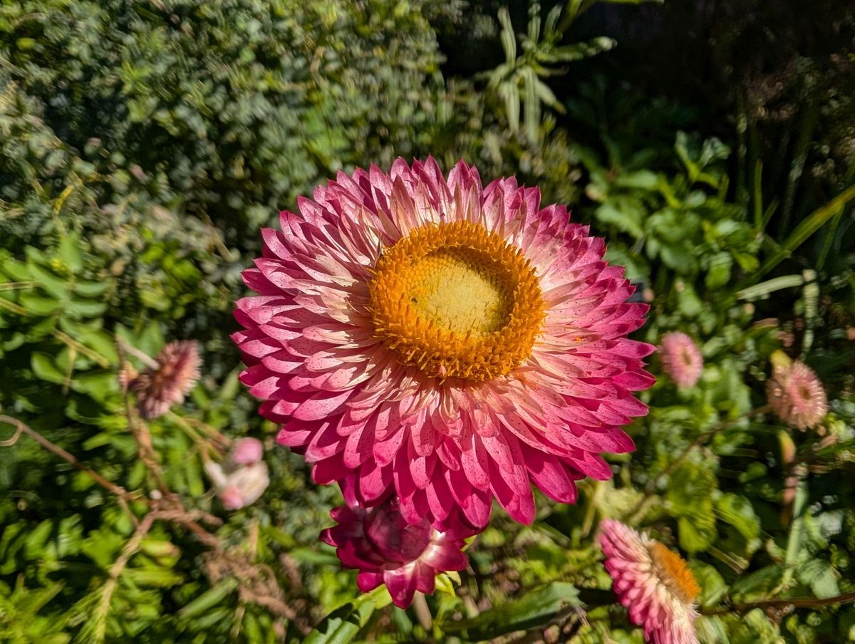 Google Pixel 10 Pro XL macro sample.