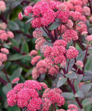 sedum Red Cauli in bloom and growing tall in late summer